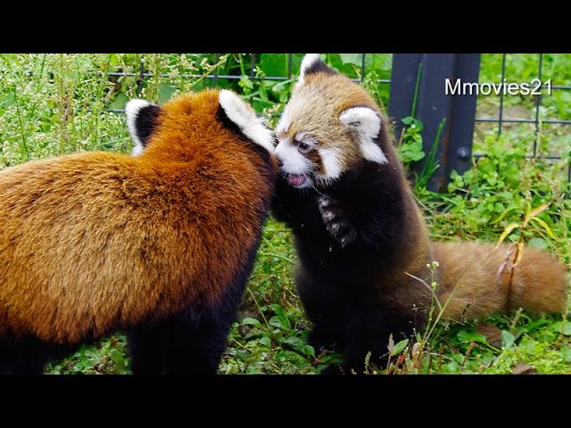 ココとじゃれる赤ちゃんレッサーパンダ~Red Panda Baby plays with mama