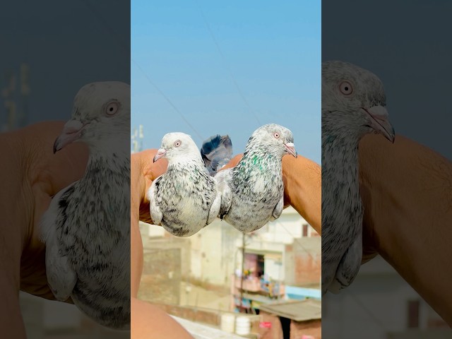 Kabutaron Ke Jode Laga Diye 🥰 #shorts #viralshorts #kabutar #kabutarkivideo #pets #pigeon