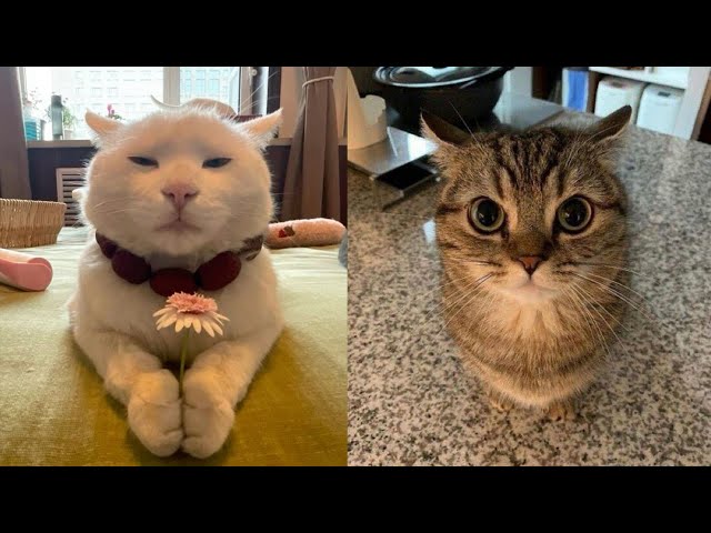 Try Not To Laugh 🤣 New Funny Cats Video 😹 - Just Cats Part 14