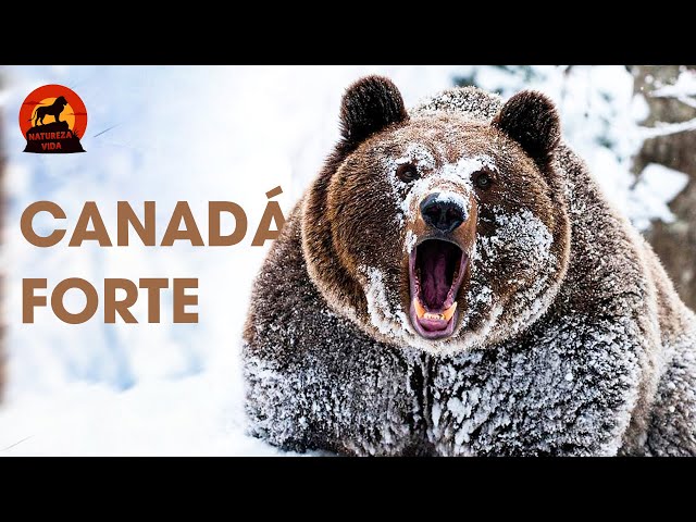 CANADÁ | Explorando os Gigantes da Natureza | Documentários animais