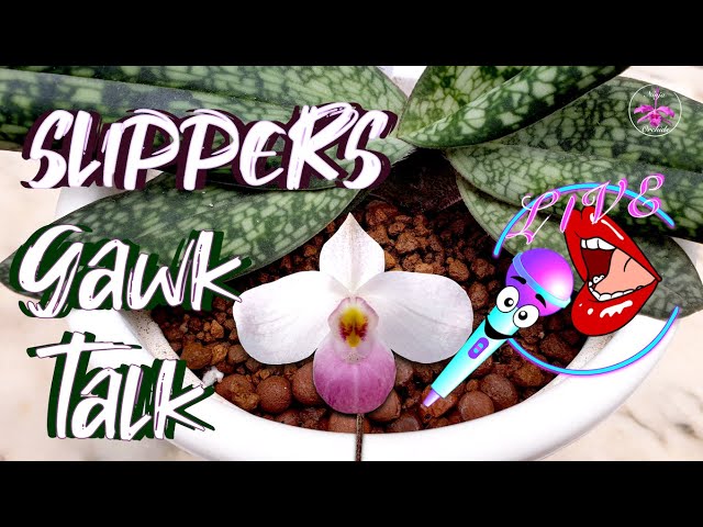 Slipper Orchids UPDATE | Care Q&A | Organic Inorganic Media Growing Tips #ninjaorchids