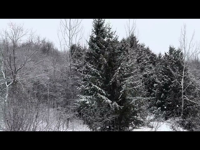 A Quiet, Cold Day With a Blanket of Fresh White Snow Accompanied By Nice Sounds Covering the Ground