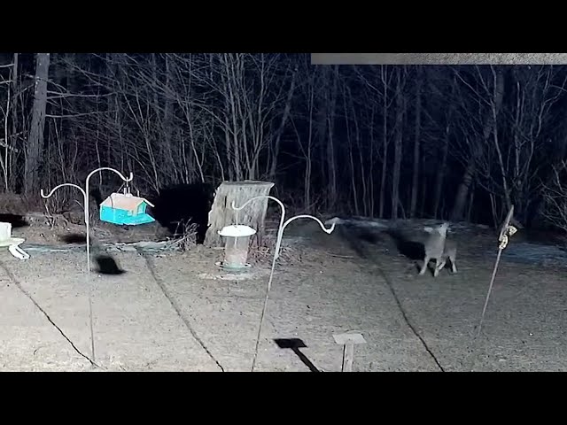 Coyote Sneaking In For a 25 Minute Meal