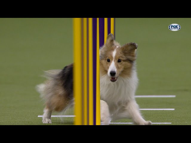 Swindle the Shetland Sheepdog wins the 12" class in the Masters Agility Championship | Westminster