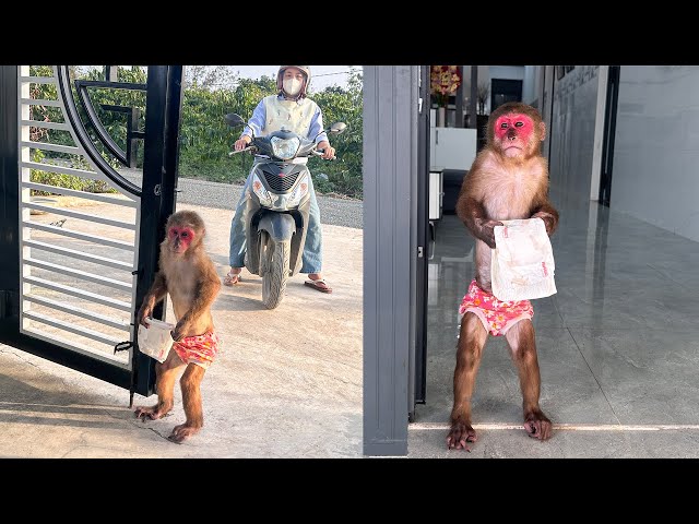 Monkey Kobi obediently waited for mom to return to change her diaper