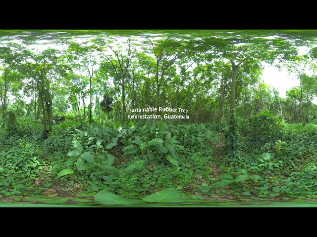 Sustainable Rubber Tree Reforestation, Guatemala for Climate Impact Partners