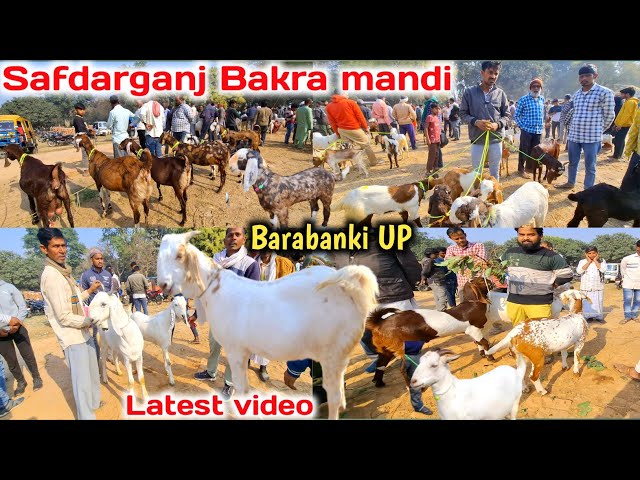 सफदरगंज बकरा मंडी |Safdarganj Bakra mandi Barabanki | Barabanki Bakra mandi 2025