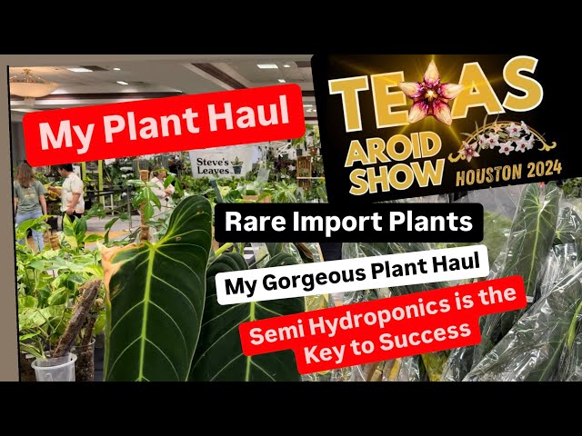 Texas Aroid Show 2024 Houston My Plant Haul Plant Finds Import Plants Rare Variegated Plants