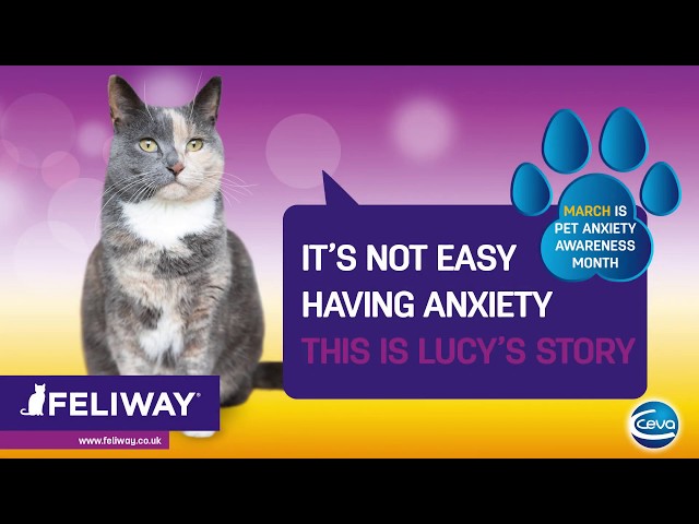 Pet Anxiety Awareness Month - Lucy's Story