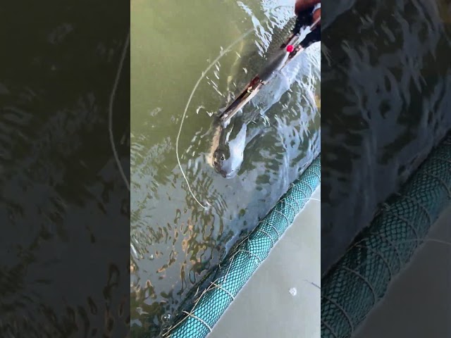 Removing Hook from Alligator Gar 🐊