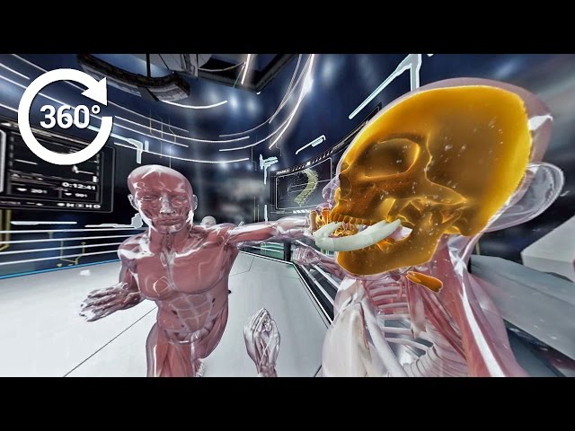 360 Video - Boxing Injuries: What Happens Inside the Human Body in a K.O.?