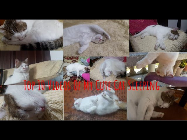 Top 10 Videos Of My Cute Cat Sleeping