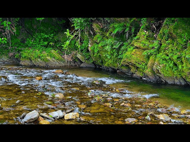 Peaceful Forest Stream, Babbling Brook, Forest Sounds, Nature Sounds