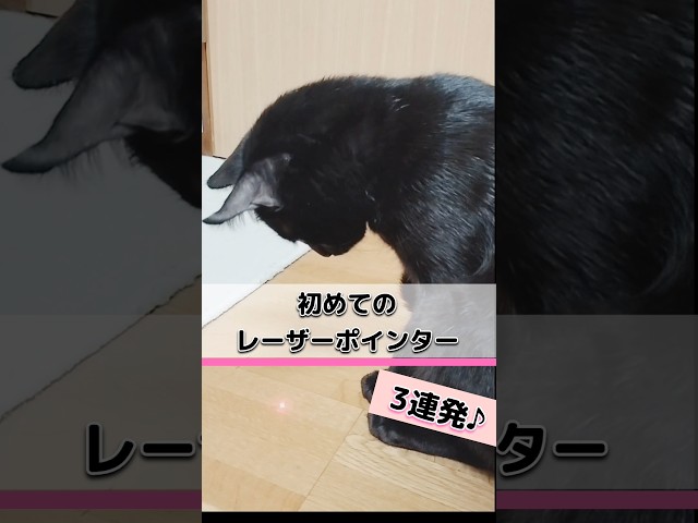 初めてのレーザーポインター♪【３連発】／#可愛い猫 #猫のいる暮らし #レーザーポインター #保護猫 #laserpointer #cat #cat #cutecat #shorts  #short