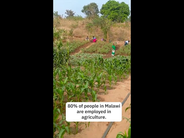 Climate Smart Agriculture in action in Malawi