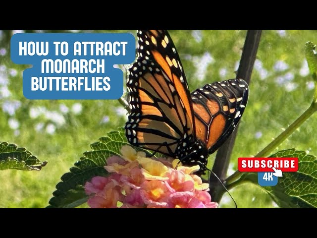 How to Attract Monarch Butterfly 🦋 Magnets 🧲 - Grow Native Milkweed!