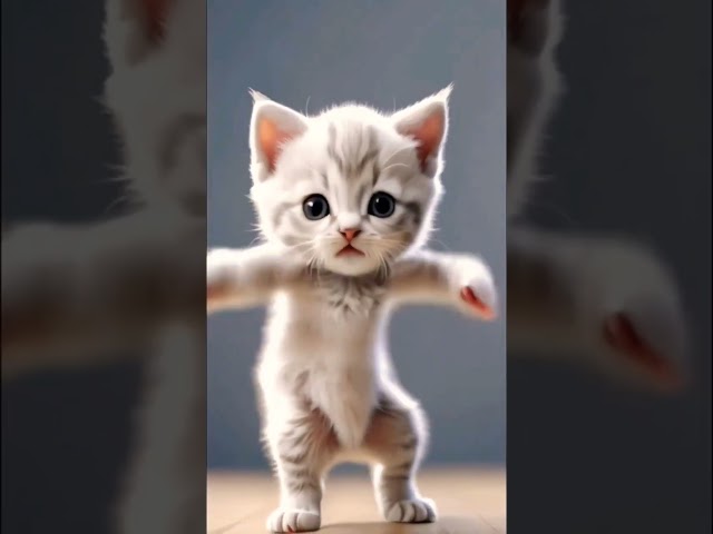 Cute Cat video dance #catvideos