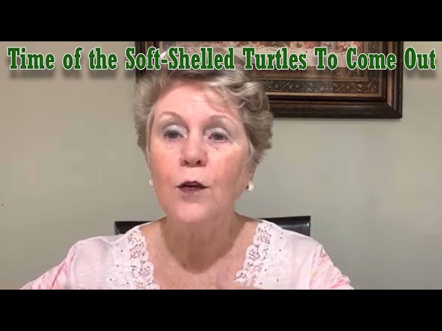 Time of The Soft-Shelled Turtles To Come Out by Bonnie Jones