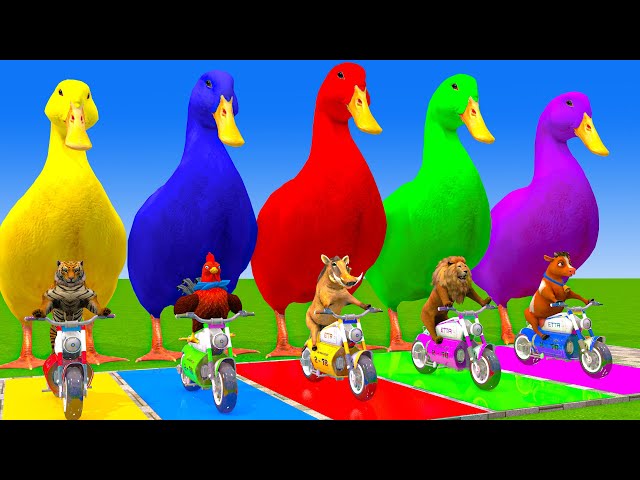 5 Giant Duck Cartoon,Cow,Elephant,Tiger,Lion,Dinosaur,Paint Wild Animals Crossing Fountain Animation