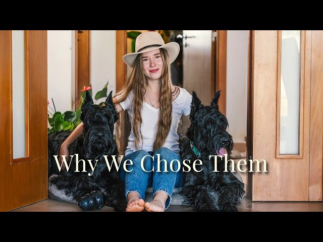 Why We Chose Giant Schnauzers? Our Journey with Arny and Sydney