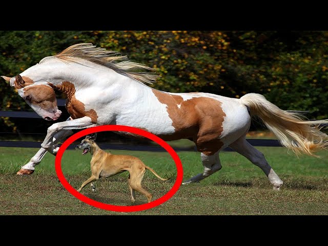 The Biggest Racehorse on Earth is Bigger Than Your Imagination