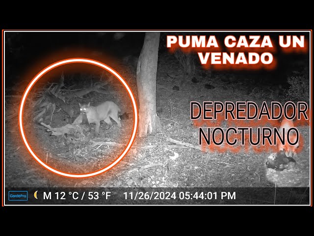 (LO QUE CAPTAN LAS CÁMARAS) CAZADORES NOCTURNOS PUMA CAZA A VENADO Y MUCHO MÁS…