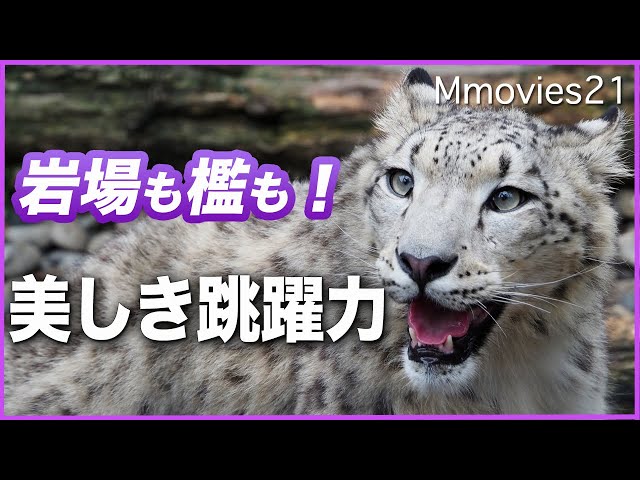 岩壁も！檻も！登っていくユキヒョウ 長い尻尾でバランスを取りながら　旭山動物園のジーマとユーリ Snow Leopard mom & daughter