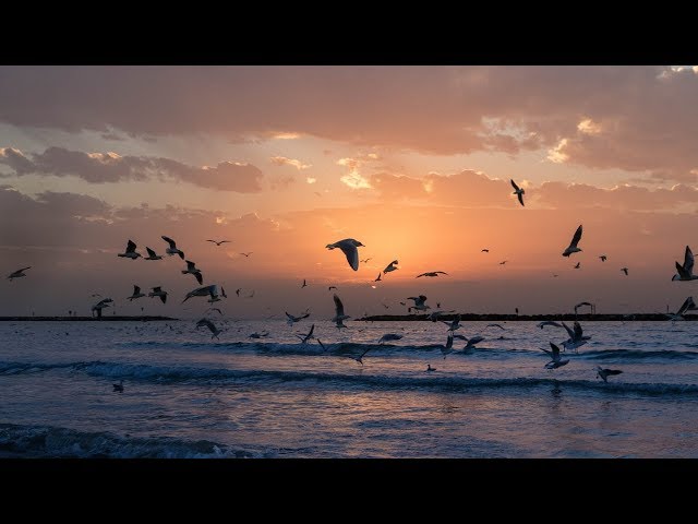 Relaxing Sounds | Ocean Waves and Seagulls - 2 Hours