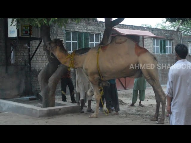 Eid Ul Azha Qurbani camel 1st day Eid 😍😍 2020