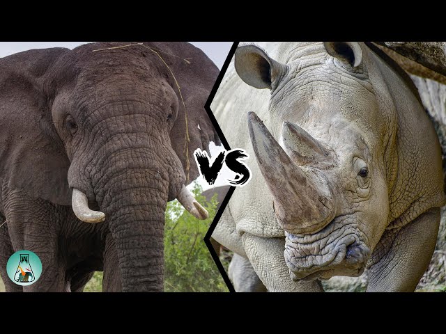 AFRICAN ELEPHANT VS WHITE RHINO - Which is stronger?