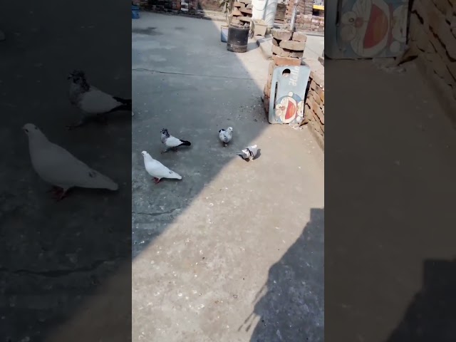 Pigeon, lovers,😘😘🕊️🕊️,#kabutron #bird #kabutar #birdspecies #pigeonkabutar