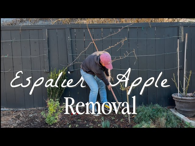 It's A Sad Day Removing Our Apple Espalier 😭 || Visit Our Garden