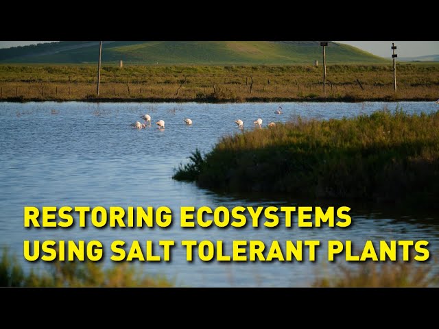 Restoring salt marshes to combat climate change