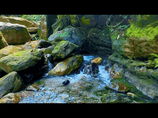 Beautiful Forest Nature Sounds - Relaxing White Noise help Releases Tension, Enhance Mental Health