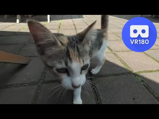 [VR180 5.7k] 4m11d Baby Riley with Kitten - Super Cute! | Vuze XR 180° 3D