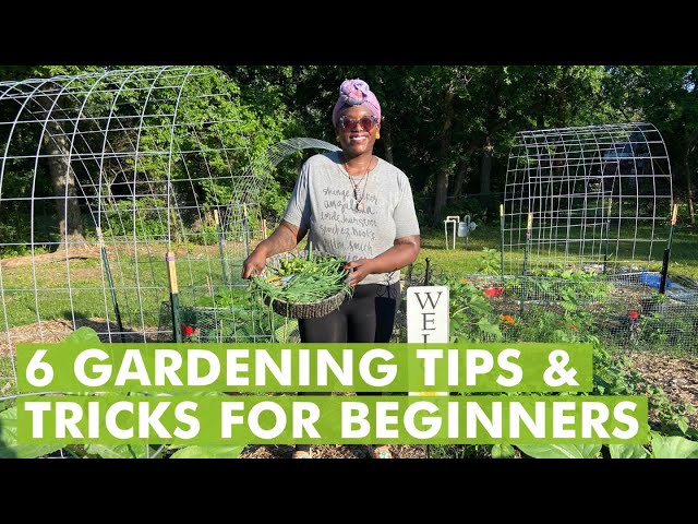 6 Gardening Tips and Trick for Beginners