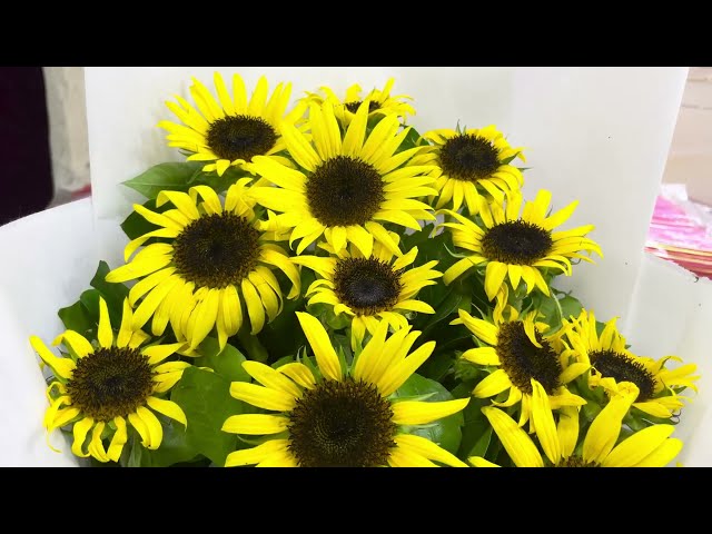 Sunflowers with Beautiful Decoration | Royalty free stock video footage - No copyright | 4k