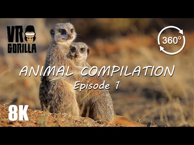 Animal Compilation in VR - Episode 1 - 8K 360 Video (short)