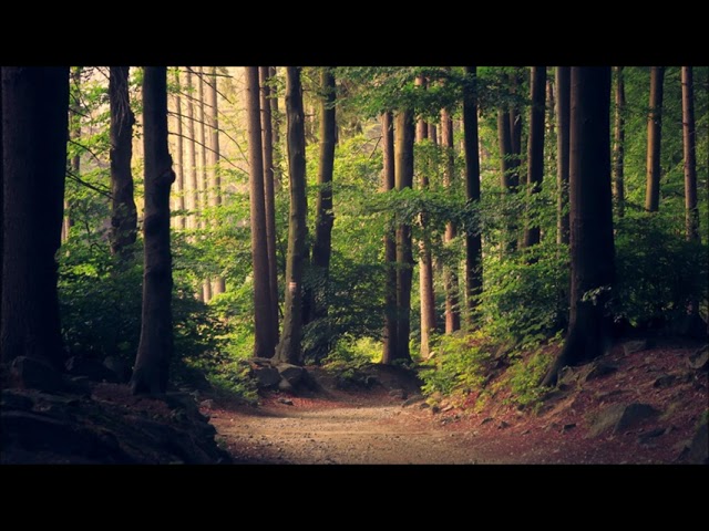 Forest Birds Sound Effect Relaxing Nature Ambience | Ambient Sounds