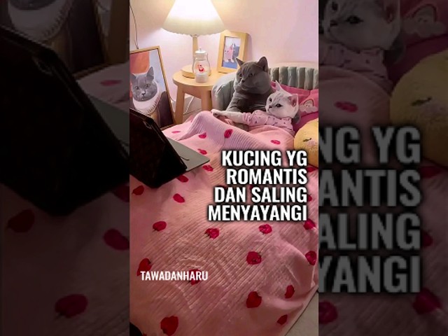 Kucing yg Setia dan Romantis