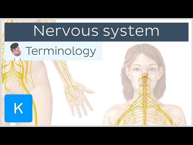 Nervous system - Anatomical terminology for healthcare professionals | Kenhub