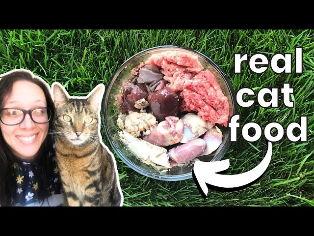 How to make homemade cat food FULL GUIDE