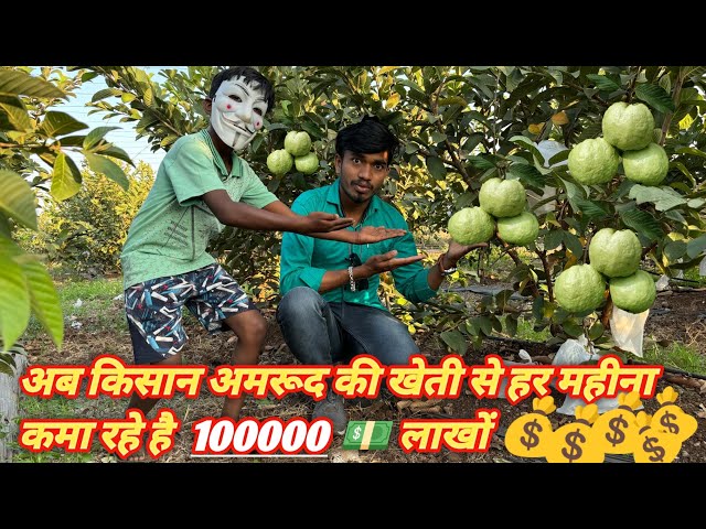 Amrud Ki Kheti || Guava Farming 🌳🌳|| Amrud Ki Kheti Se Lakho Ki Kamaai 💰💰