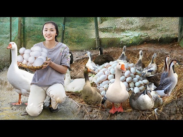 Harvesting GOOSE EGGS, Harvesting CHICKEN EGGS...Go To Market Sell  | Farm Life: Cooking & Gardening