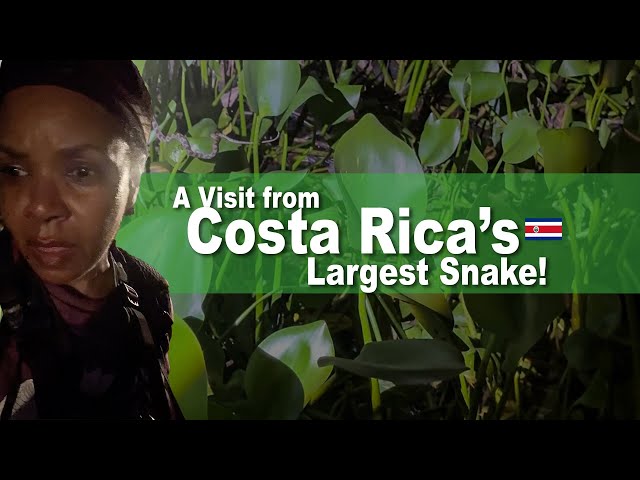 A Visit from Costa Rica's Largest Snake