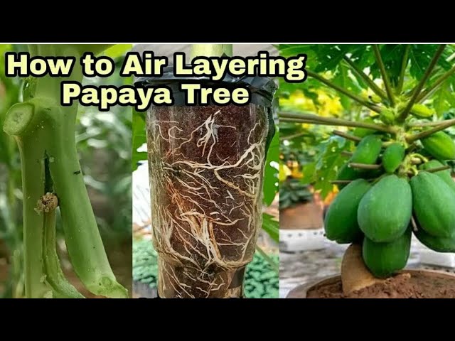 Maké papaya bonsai Tree/airlayer an papaya Tree/Bonsai papaya/how to grow papaya to bonsai tree