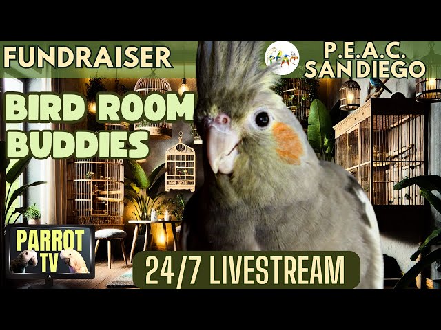 Bird Room Buddies | Keep Your Parrot Happy with Bird Room Parrot Sounds | Bird Room TV Vibes🌿🦜❤️