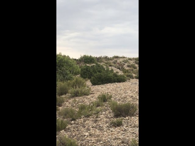 2022 08 07 Wild goat watching in Monte Calvario, Alcorisa