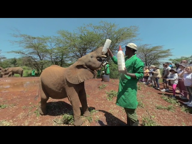 Baby Elephants at the Sheldrick Wildlife Trust, Kenya, Africa