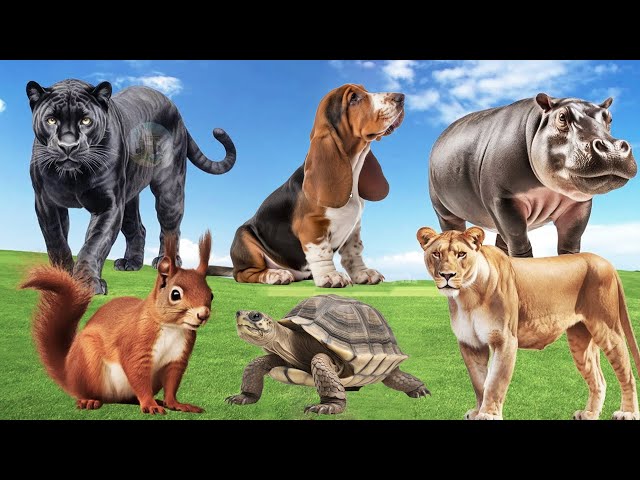 Happy Farm Animal Sounds: Dog, Puma, Hippo, Turtle, Lioness, Squirrel - Animal Videos